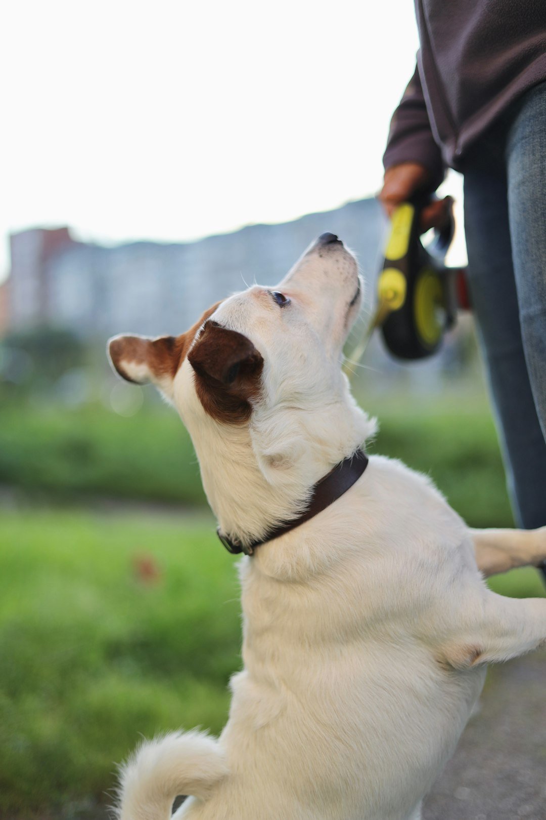 A jack russell terrier dog is standing on its hind legs and looking up at a person with a yellow roulette leash in his hand