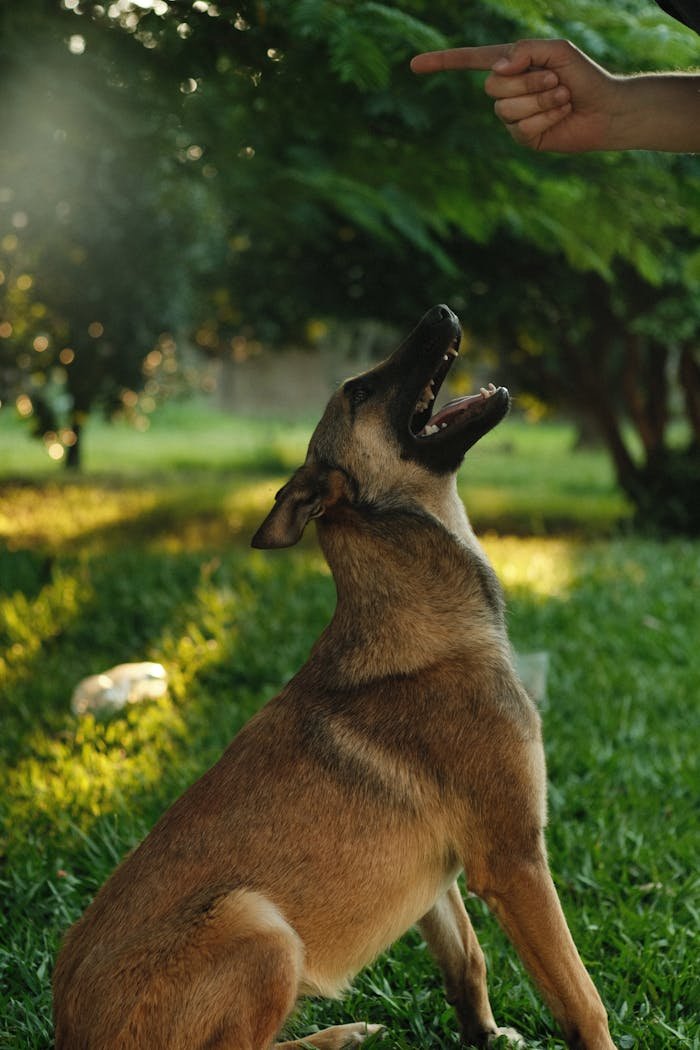 A Belgian Malinois dog is attentively following a training session in a sunlit garden.
